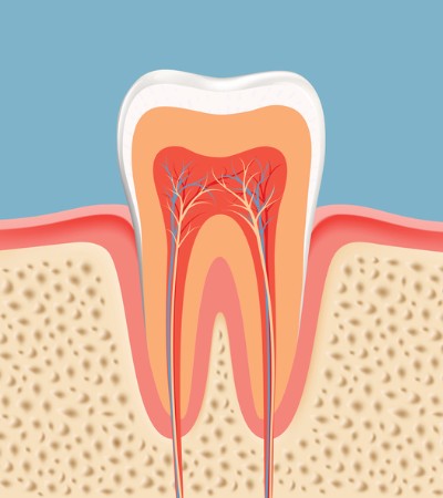 Endodontics (Root Canals), Delta Dentist